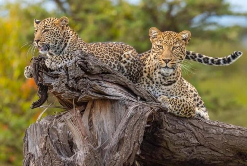 Jaipur: Jhalana leopard safari private tour - How to handle leopard sightings (and the no-guarantee reality)