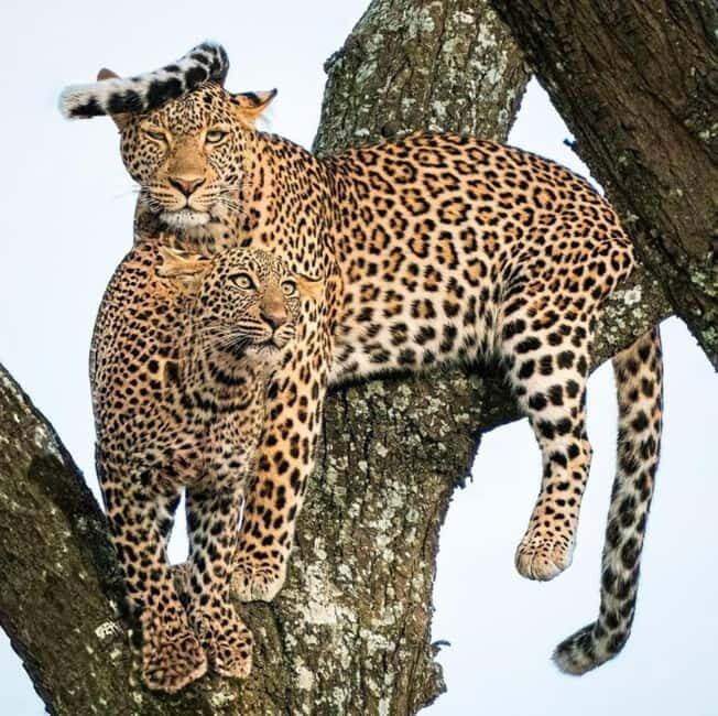 Jaipur: Jhalana leopard safari private tour - Price and value: is $60 fair for this safari format?
