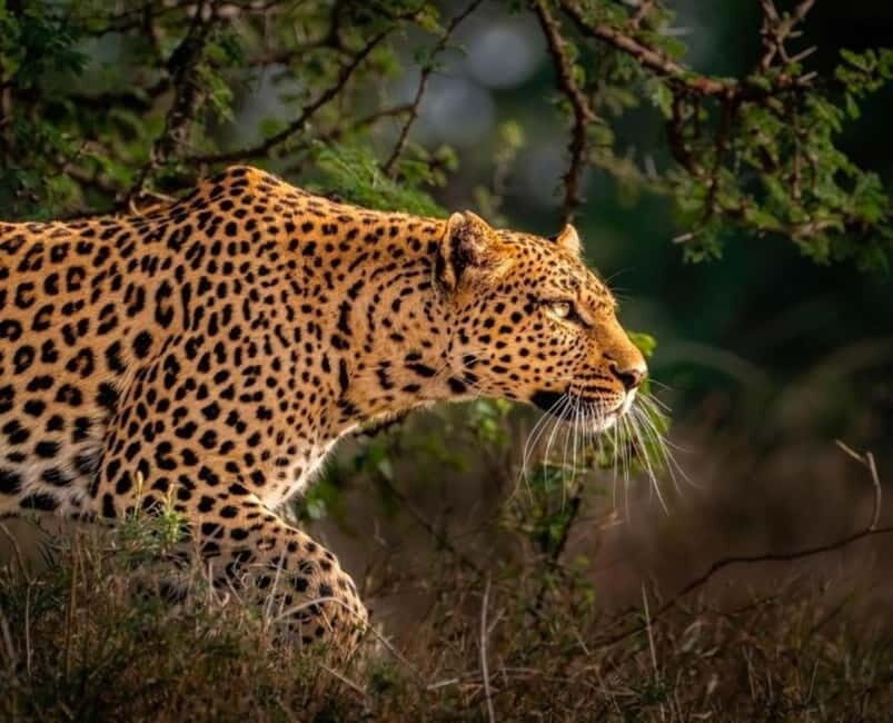 Jaipur: Jhalana leopard safari private tour - Who should book this private Jhalana leopard safari?