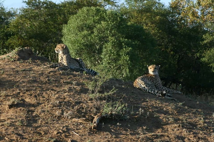 Jaipur: Jhalana leopard safari private tour - The small details that make or break the day