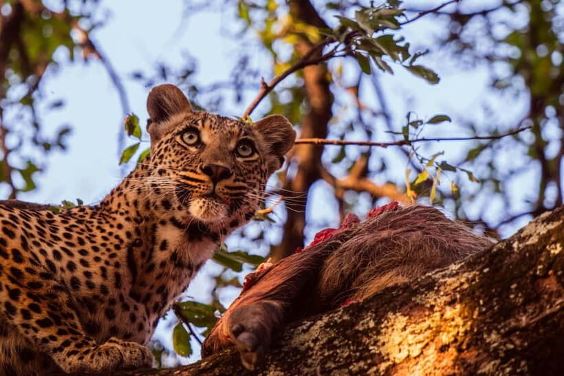 Jaipur: Jhalana leopard safari private tour - Private A/C pickup in Jaipur: comfort before the dust