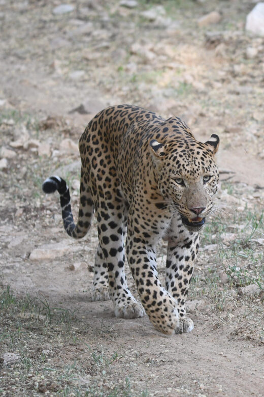 Jaipur: Jhalana Leopard Safari Tour - Timing and expectations for your 2.5-hour visit