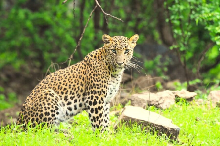 Jaipur: Jhalana Leopard Safari Tour - Price and value: is $45 worth it?