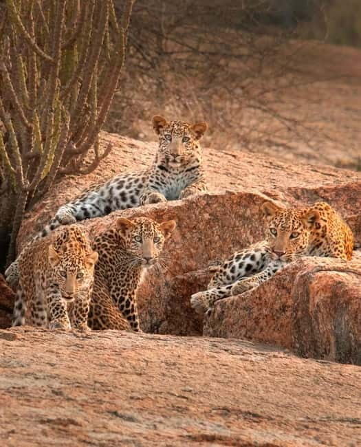 Jaipur: Jhalana leopard safari tour with hotel pickup & drop - Key things I’d watch for before you go