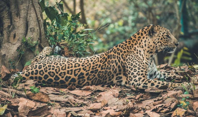 Jaipur: Jhalana leopard safari tour with hotel pickup & drop - Who should book this safari, and who should skip it