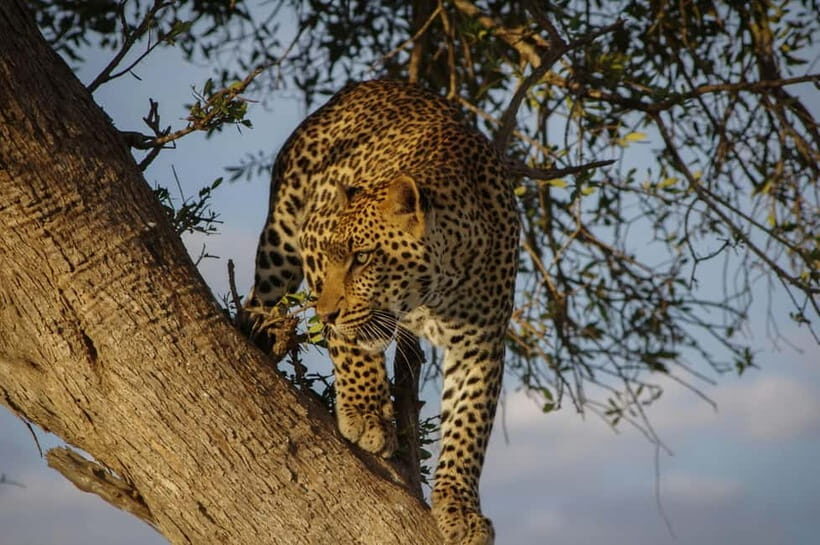 Jaipur: Jhalana leopard safari tour with hotel pickup & drop - Jhalana Leopard Reserve: why this safari works as a Jaipur add-on