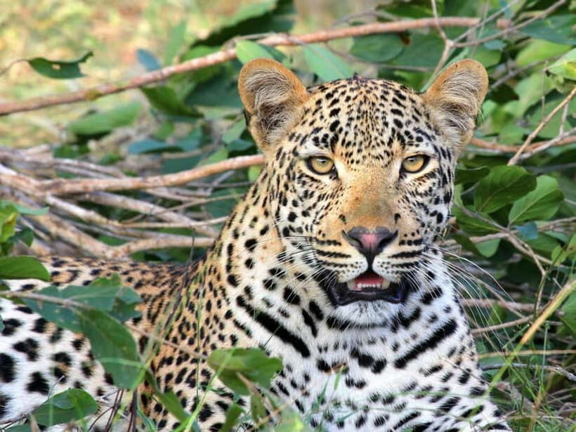 Jaipur: Jhalana leopard safari tour with hotel pickup & drop - Inside the reserve: your 4x4 Gypsy/off-road safari experience