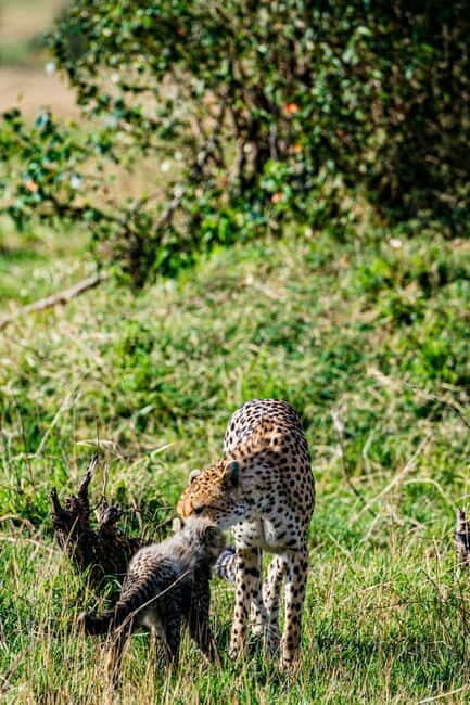 Jaipur: Jhalana leopard safari tour with hotel pickup & drop - What you’re looking for: leopards, panthers, and spotted deer in real habitat