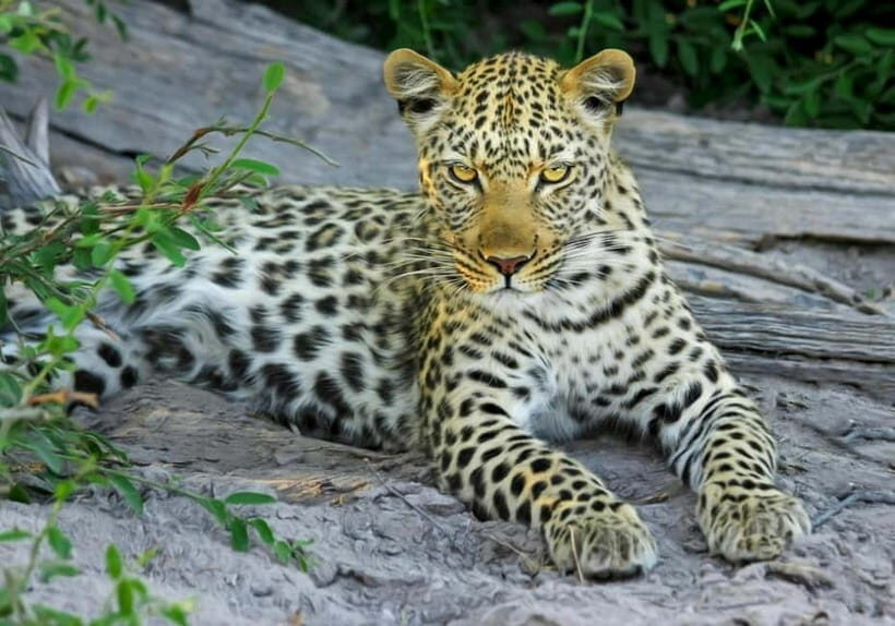 Jaipur: Jhalana leopard safari tour with hotel pickup & drop - The guide and communication style: what you should expect from English help