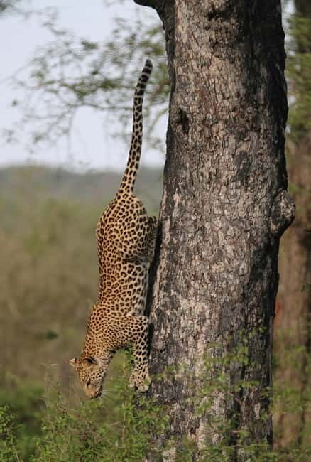 Jaipur: Jhalana leopard safari tour with hotel pickup & drop - Service details that can make or break the day