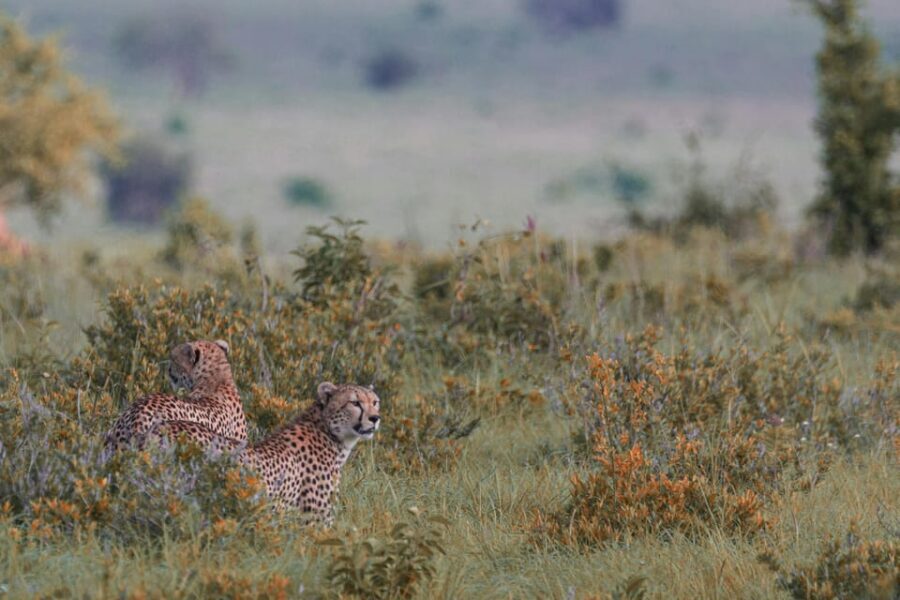 Jaipur: Jhalana leopard safari tour with hotel pickup & drop - Practical prep: ID, rules, and how to pack for a leopard safari