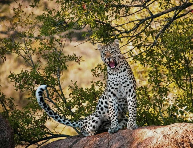 Jaipur: Jhalana leopard safari tour with hotel pickup & drop - Value for $87 per person: when it’s a good deal in Jaipur