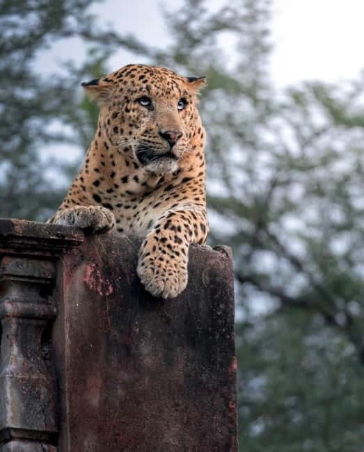 Jaipur: Jhalana leopard safari tour with hotel pickup & drop - The hotel pickup plan and how the timing really feels