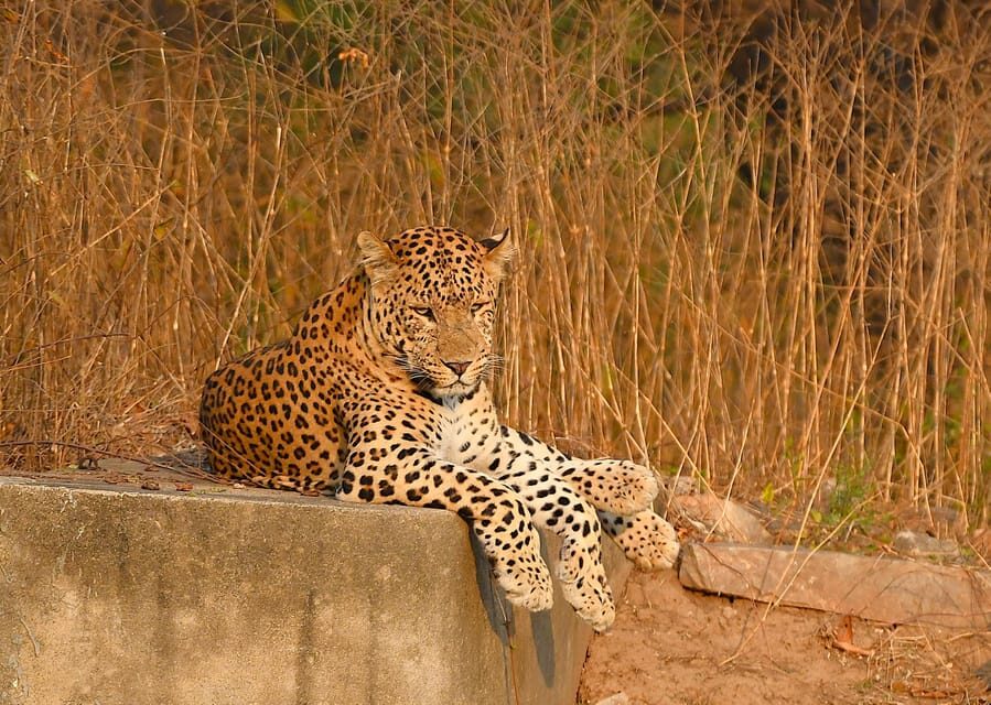 Jaipur: Jhalana Leopard Safari Tour - Getting to the meeting point without losing your day