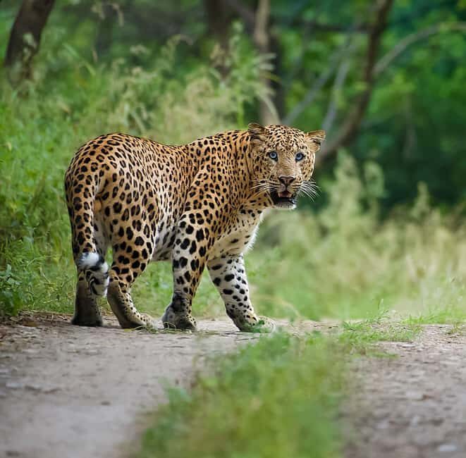 Jaipur: Leopards Safari Tour at Jhalana l Spot Wild Animals - Key things that make this safari work