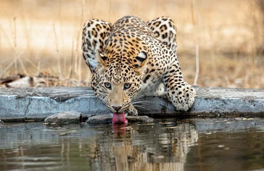 Jaipur: Leopards Safari Tour at Jhalana l Spot Wild Animals - Getting to Jhalana: why the drive matters as much as the sightings