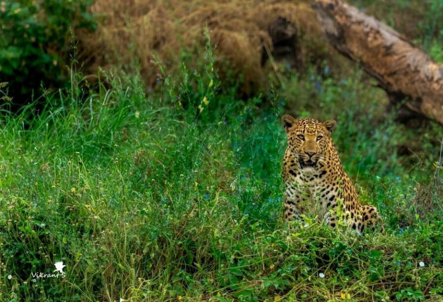 Jaipur: Leopards Safari Tour at Jhalana l Spot Wild Animals - What you’ll do inside the park (2.5 hours of wildlife time)