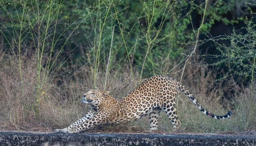 Jaipur: Leopards Safari Tour at Jhalana l Spot Wild Animals - Wildlife expectations: the right mindset for leopards and birds