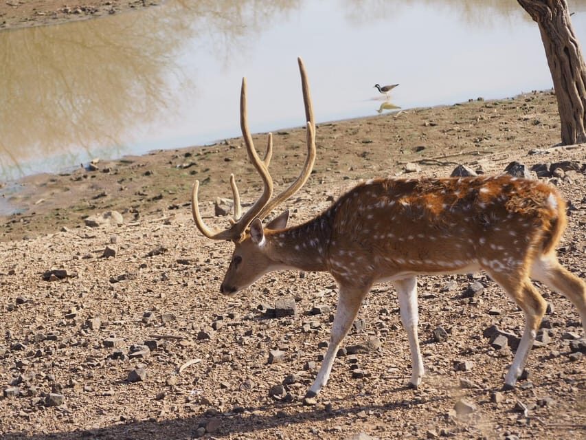 Jaipur: Leopards Safari Tour at Jhalana l Spot Wild Animals - Comfort and packing: what actually helps during a Jaipur winter safari