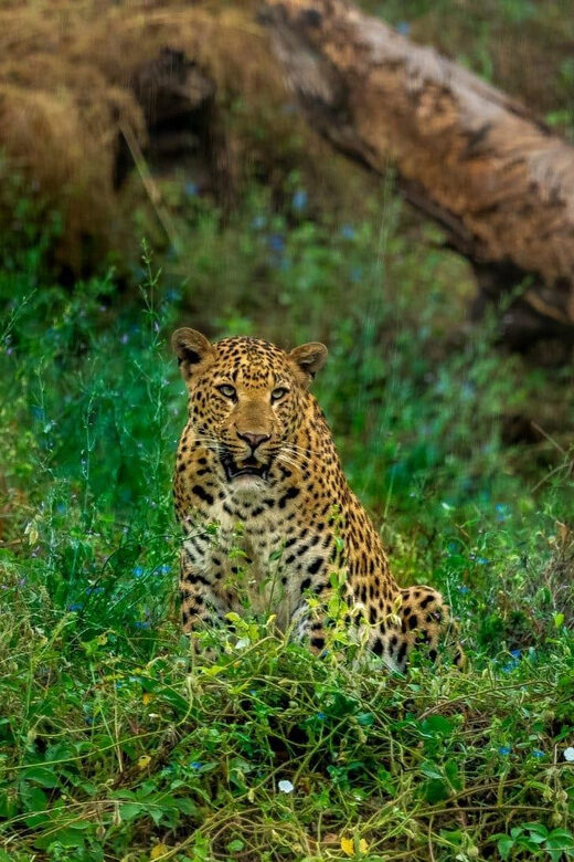 Jaipur: Leopards Safari Tour at Jhalana l Spot Wild Animals - Price and value: is $109 fair for this safari setup?
