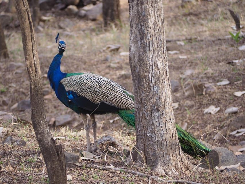 Jaipur: Leopards Safari Tour at Jhalana l Spot Wild Animals - Who this tour suits best (and who should skip it)
