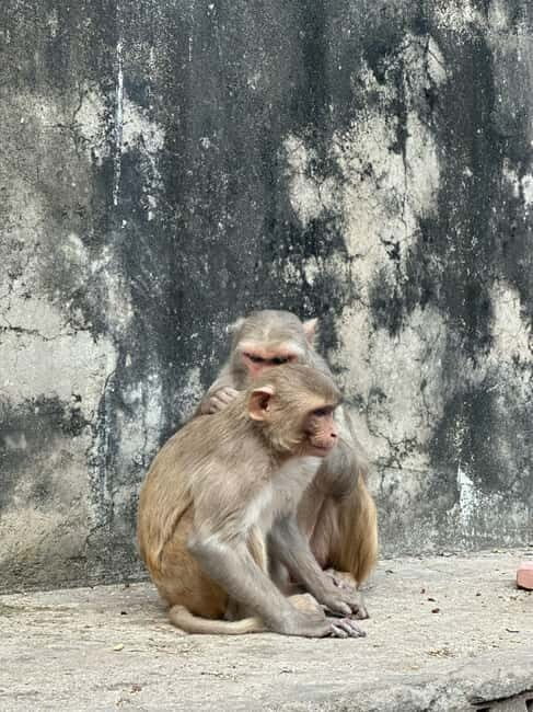 Jaipur: Monkey Temple and Sun Temple Guided Tour - Key highlights to look forward to