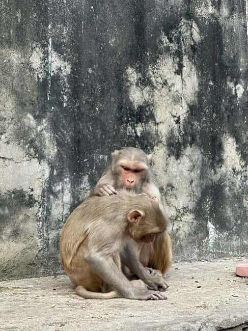 Jaipur: Monkey Temple and Sun Temple Guided Tour - Galta Ji walk: temples, springs, and old stone you can actually read