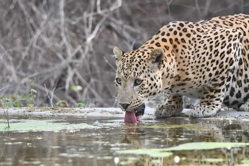 Jaipur: Private Jhalana Leopard Safari Tour - Key takeaways before you go