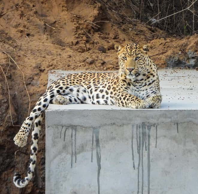 Jaipur: Private Jhalana Leopard Safari Tour - What you’re really doing in 2.5 hours (and why time matters)