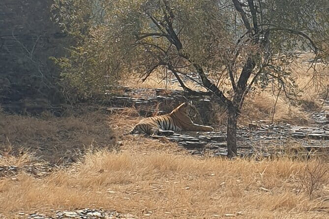 Jaipur Ranthambore Full Day Private Tour - Price and value: what you’re paying for (and what you’re not)