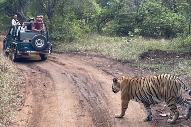 Jaipur Ranthambore Full Day Private Tour - Driver and guide quality: the real difference maker