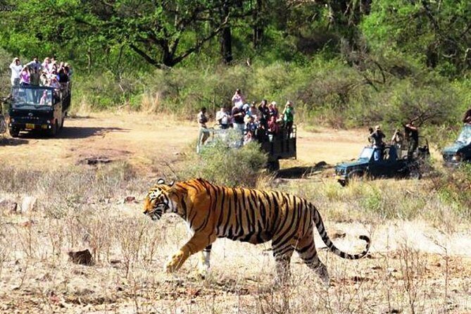 Jaipur Ranthambore Same Day Tour (Ask us on Email before booking) - Jaipur Hotel Pickup and A/C Transfer: Comfort You’ll Thank Yourself For