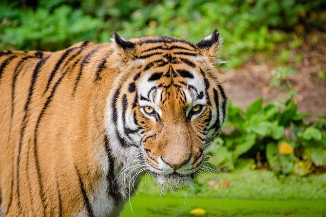 Jaipur Ranthambore Same Day Tour (Ask us on Email before booking) - The 4-Hour Safari Window in Ranthambore National Park