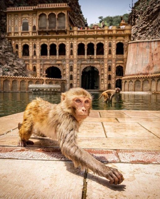 Jaipur sightseeing tour with monkey temple (Galta ji temple) - Key highlights worth planning for