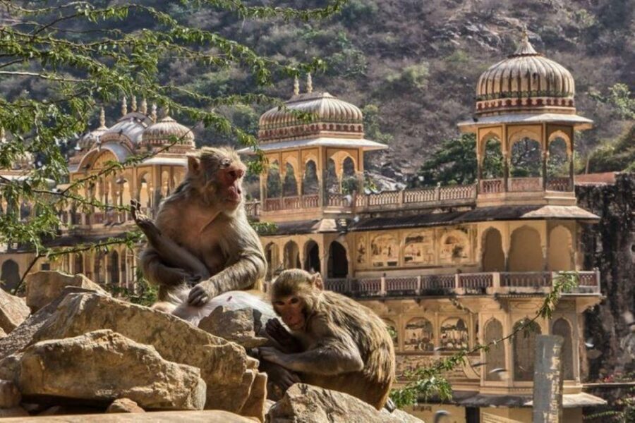 Jaipur sightseeing tour with monkey temple (Galta ji temple) - Should you book this Jaipur sightseeing with Monkey Temple tour?