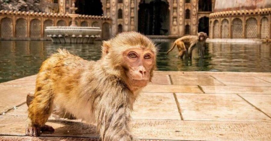 Jaipur sightseeing tour with monkey temple (Galta ji temple) - Galta Ji Monkey Temple at sunset time: temples in the hills