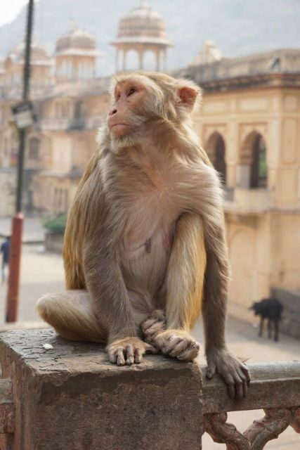 Jaipur sightseeing tour with monkey temple (Galta ji temple) - Hathi Gaon break and Jal Mahal photos on Man Sagar Lake