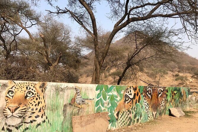 Jaipur to Jhalana Leopard reserve Private Day Trip All Inclusive - Entering Jhalana’s Leopard-Ready Open Park