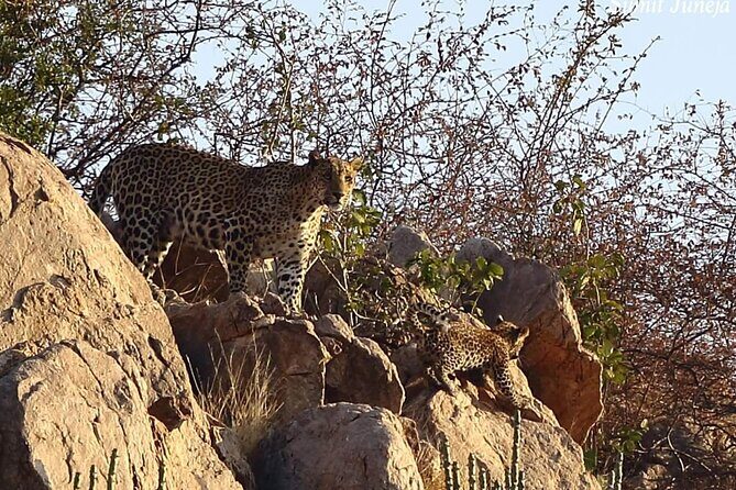 Jaipur to Jhalana Leopard reserve Private Day Trip All Inclusive - The Private Gypsy Safari (2.5 Hours) in Real Time