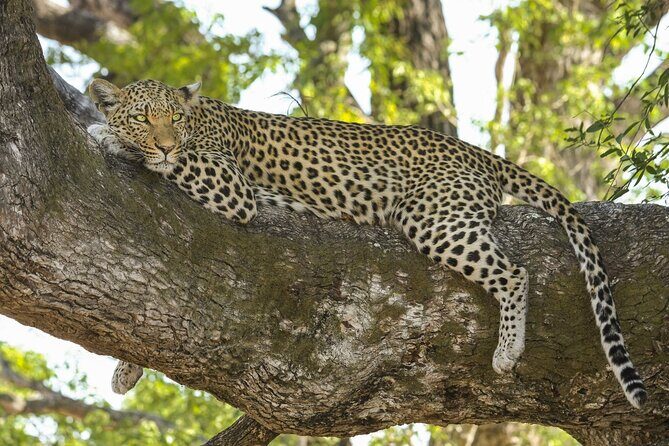 Jaipur to Jhalana Leopard reserve Private Day Trip All Inclusive - Jaipur Pickup: Simple Start, Less Waiting