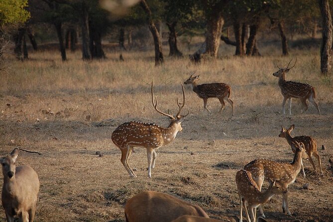Jaipur to Ranthambore National Park Private One Day Trip - Jaipur to Ranthambore in One Day: The Real Time Commitment
