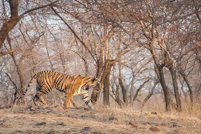 Jaipur to Ranthambore National Park Private One Day Trip - The Safari Time: What You’re Really Going Out to See