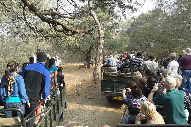 Jaipur to Ranthambore National Park Private One Day Trip - The 9:00 am Pickup and 200 km Drive: Comfortable, Not Just Convenient