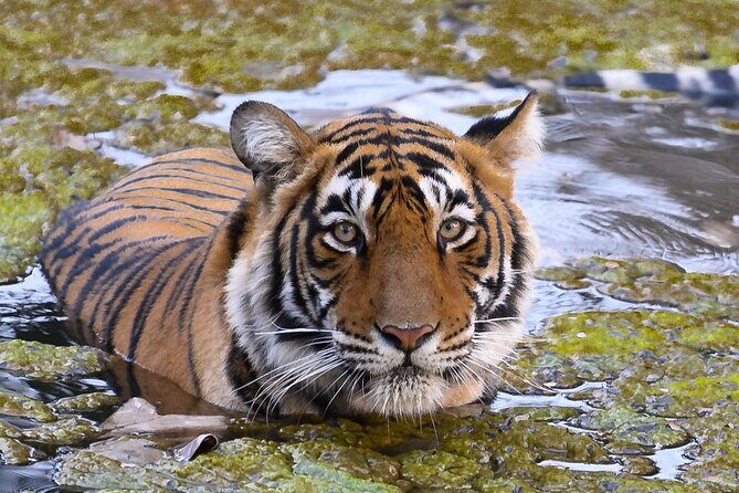 Jaipur to Ranthambore Same Day Tiger Safari - Key points to know before you go