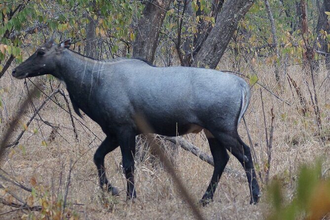 Jaipur to Ranthambore Same Day Tiger Safari - What $110 covers: private AC car, Canter safari, and Jeep as an add-on