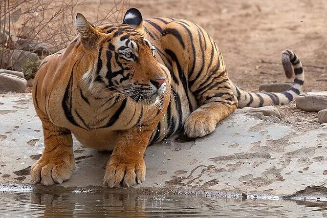 Jaipur to Ranthambore Same Day Tiger Safari - Inside the Canter safari: tigers, other wildlife, and how to make the most of limited time