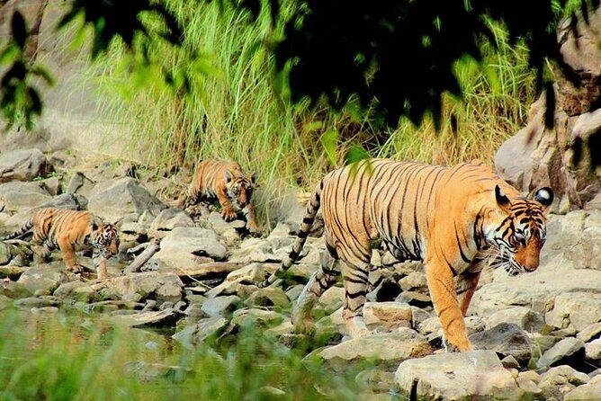 Jaipur to Ranthambore Same Day Tiger Safari - Beyond the tiger: guide storytelling, rural glimpses, and what you’ll remember