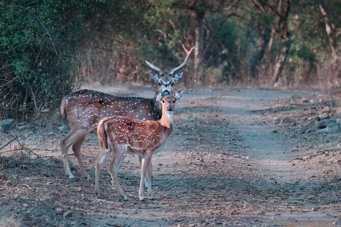 Jaipur to Ranthambore Same Day Tiger Safari - Should you book this same-day safari from Jaipur?