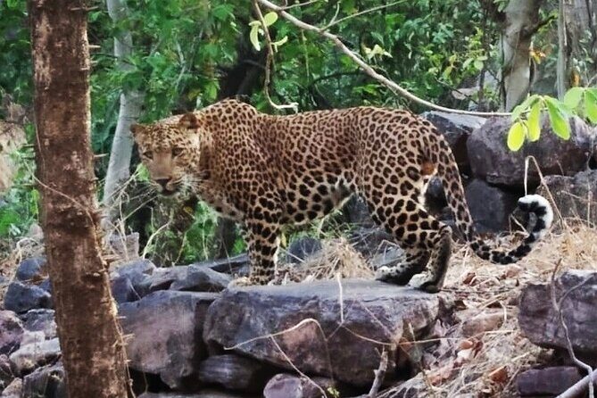 Jaipur to Ranthambore Same Day Tiger Safari - FAQ