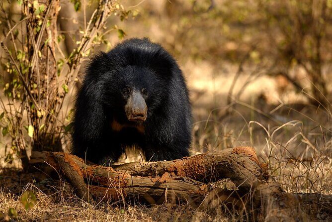 Jaipur to Ranthambore Same Day Tiger Safari - From Jaipur to Sawai Madhopur: road time, comfort, and how the day flows